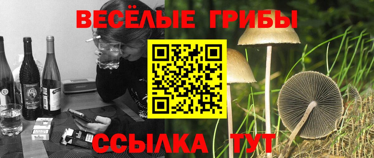 Галлюциногенные грибы Cubensis Дедовск